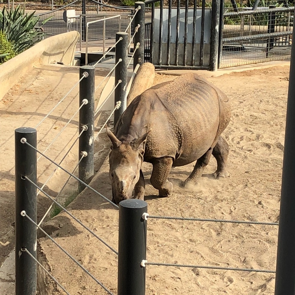 Rhino at zoo